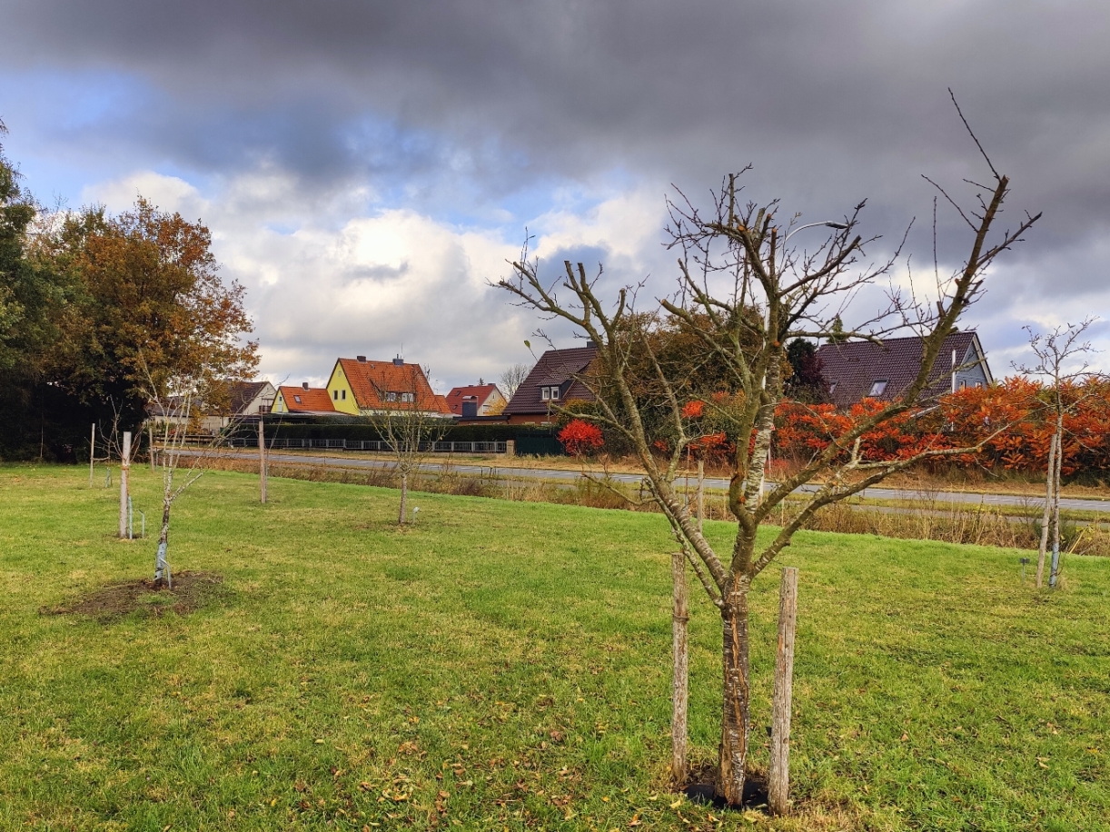 2024 10 27 Herbst Streuobstwiese 03