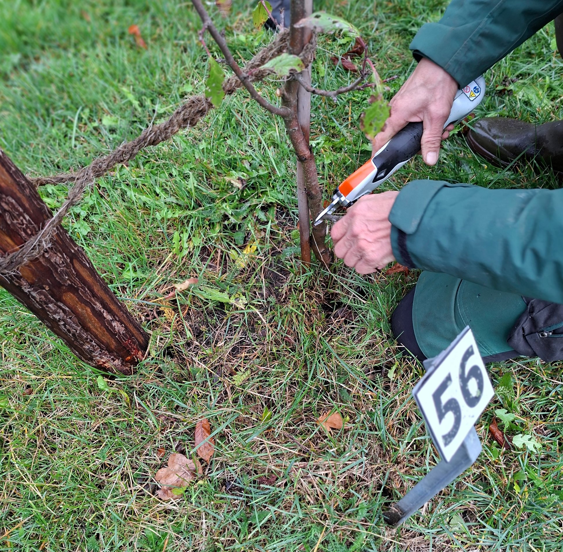 2026 10 24 Streuobstwiese Kürbisschnitzen 18